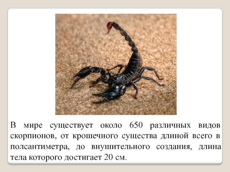 Какой тип развития характерен для скорпиона. Интересные факты о скорпионах. Скорпион описание. Интересные Скорпионы. Все виды скорпионов.