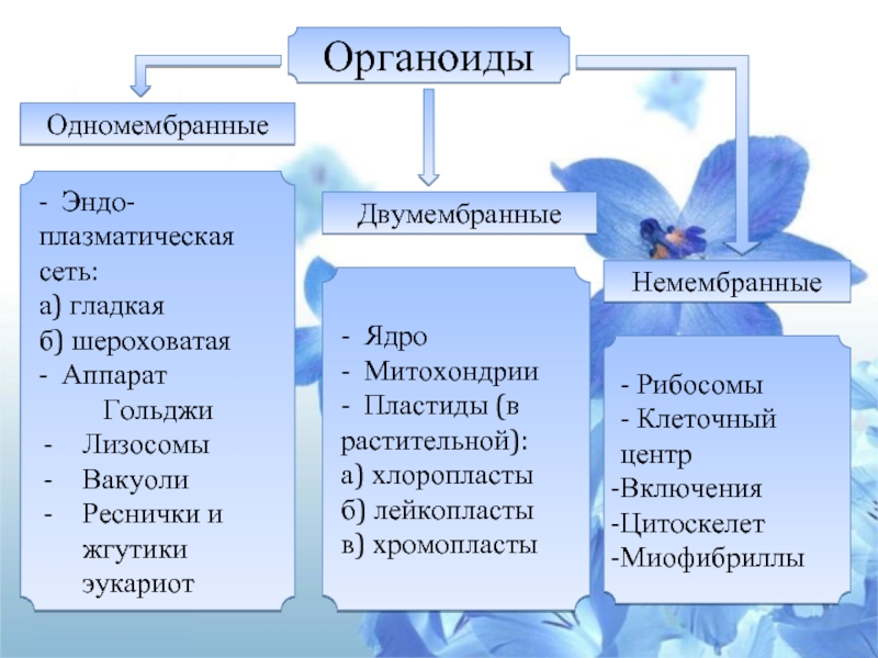 Митохондрии пластиды клеточный центр органоиды движения клеточные включения презентация 9 класс