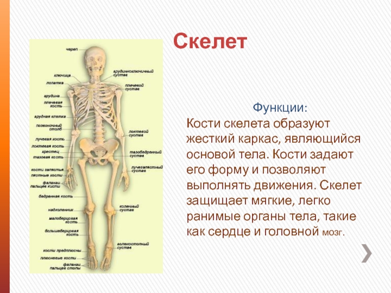 Скелет человека и внутренние органы с описанием фото