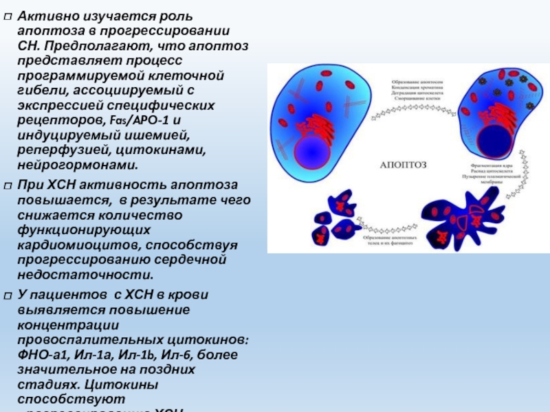 Апоптоз презентация иммунология