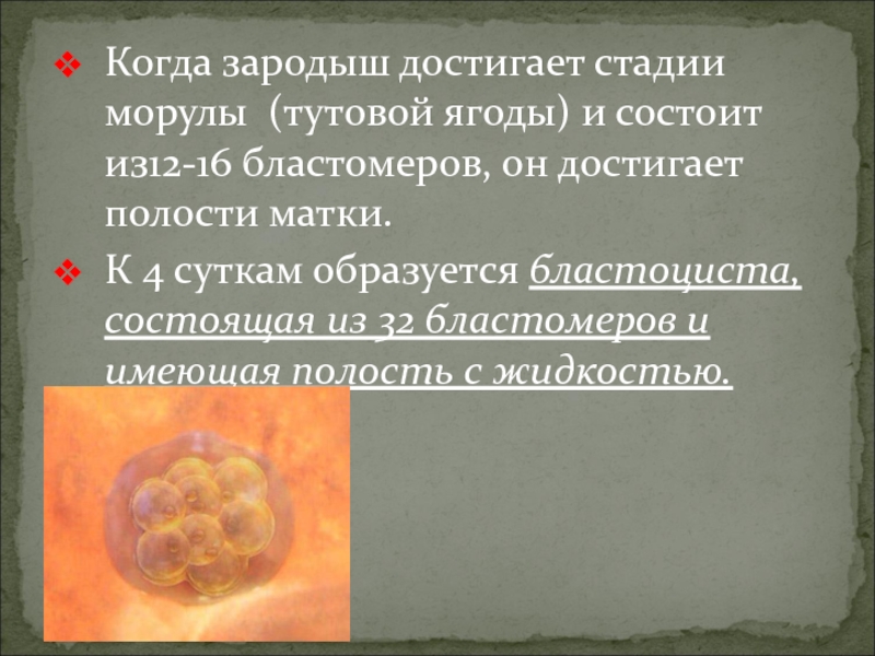 Симптомы имплантации эмбриона. Бластоциста морула эмбрион. Эмбрион в стадии морулы. Состоит из бластомеров. Морула это зародыш на стадии.