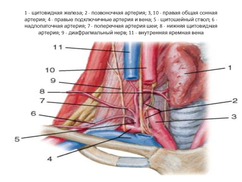 Ветви правой подключичной артерии схема