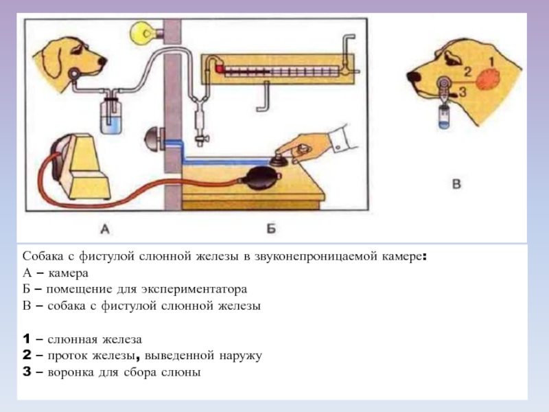 Железы у собак схема которые нужно чистить