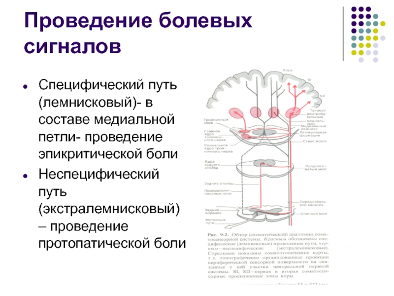 Путь проведения. Проводящие пути соматосенсорного анализатора. Лемнисковый путь проведения физиология. Лемнисковый путь проведения схема. Лемнисковый путь физиология схема.