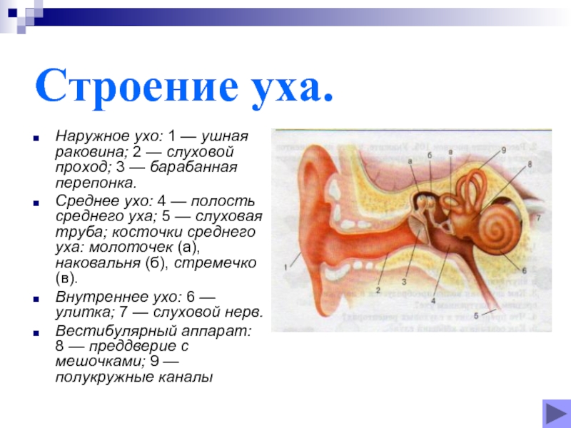 Строение среднего уха рисунок