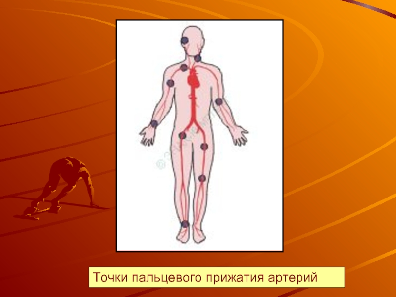 Сопоставьте изображения точек прижатия артерий с наименованиями артерий