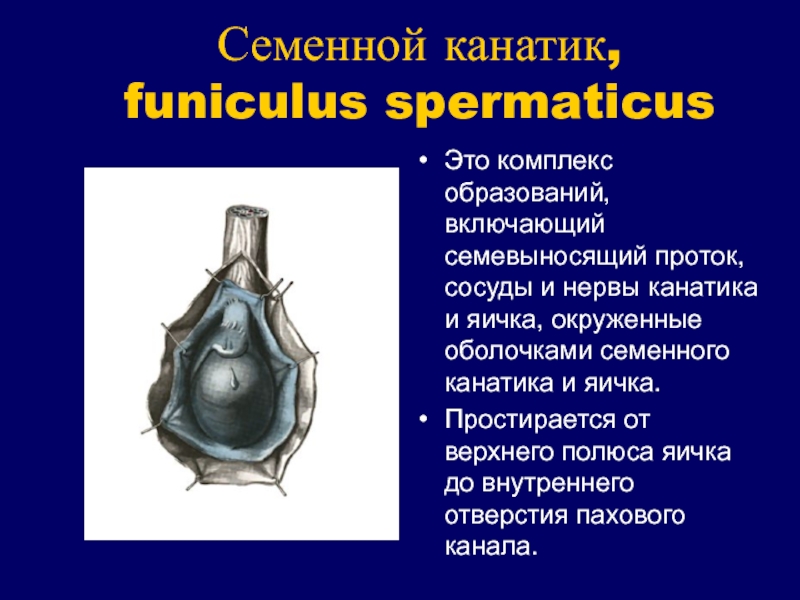 Где находится семенной канатик у мужчин фото