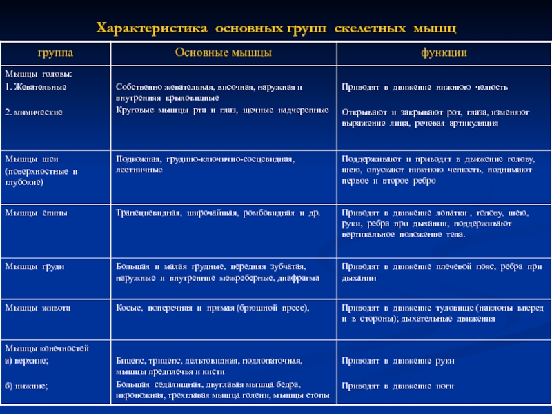 Функции мышц схема