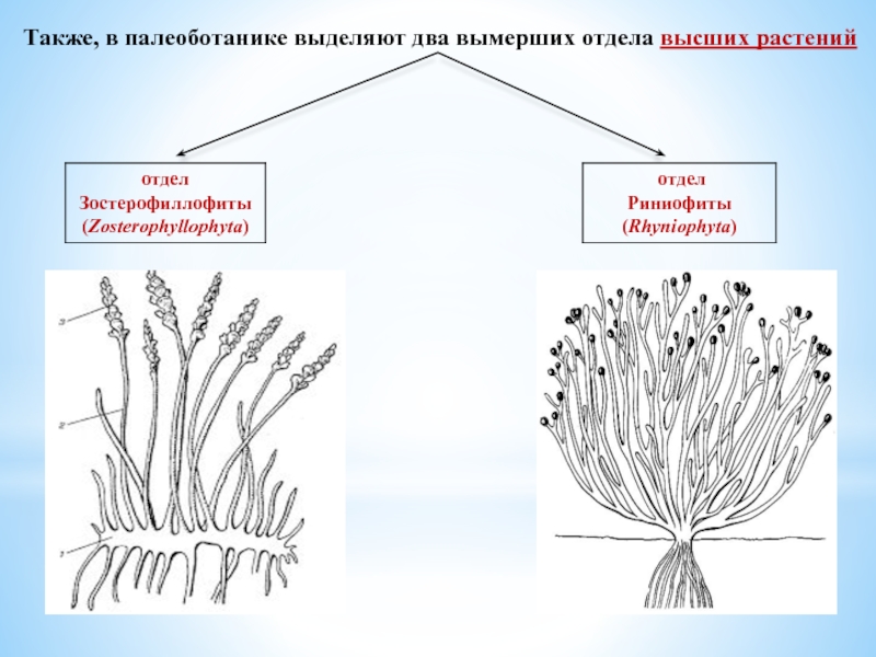 Строение риниофитов рисунок