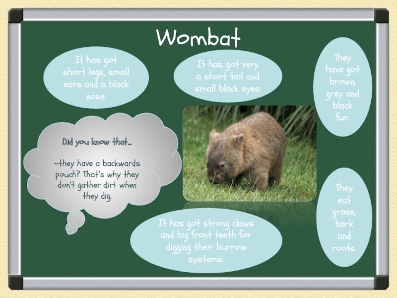 WombatDid you know that…~they have a backwards pouch? That’s why they don’t gather dirt when they dig.It