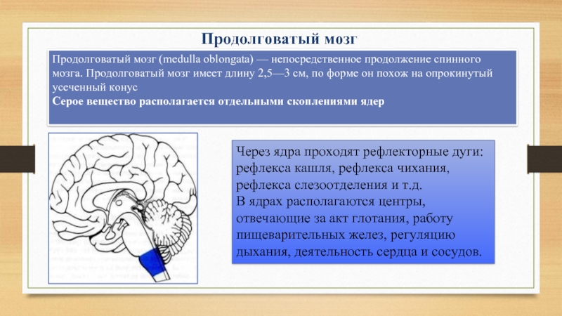 Продолговатый мозгПродолговатый мозг (medulla oblongata) — непосредственное продолжение спинного мозга. Продолговатый мозг имеет длину 2,5—3 см, по