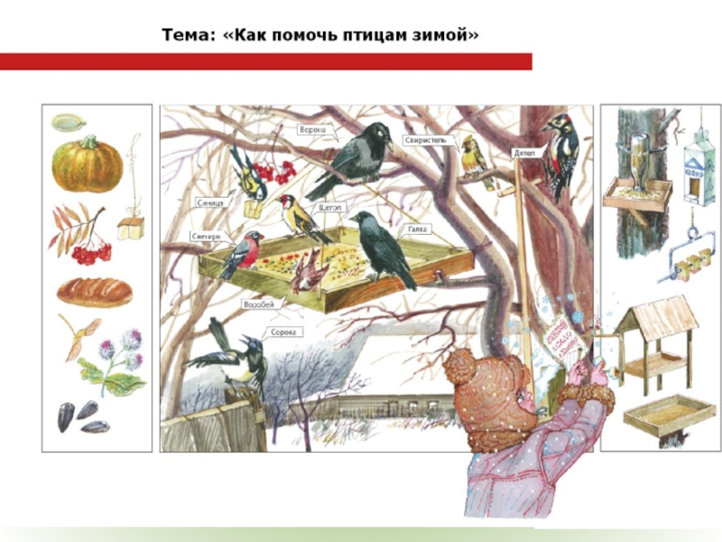 Рассказ по картине птицы