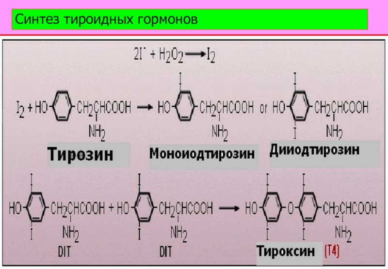 Синтез тирозина. Синтез трийодтиронина (т3 ). Схема синтеза тиреоидных гормонов. Синтез тиреоидных гормонов биохимия. Схема синтеза тироксина биохимия.