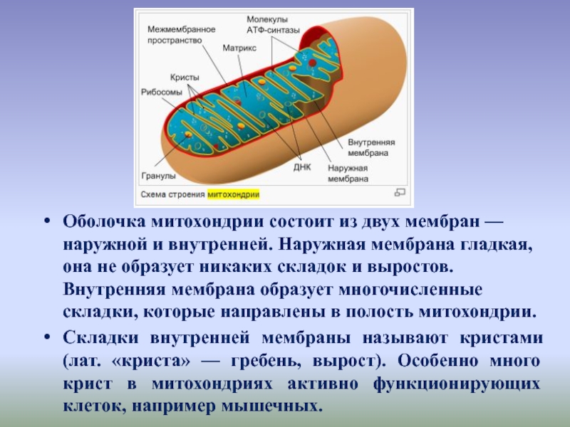 Строение внутренней мембраны митохондрии. Строение митохондрии имеет 2 мембраны. Внешняя мембрана митохондрий. Складки внутренней мембраны митохондрий. Внутренняя мембрана митохондрий образует граны.