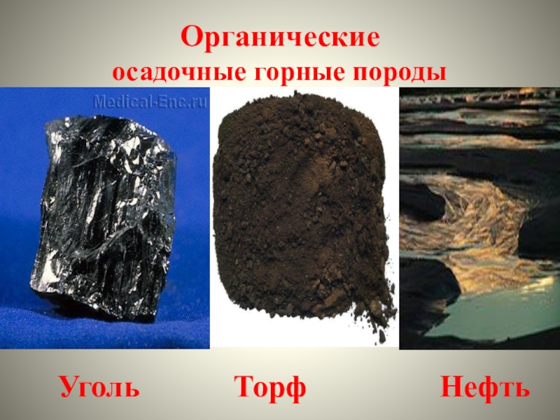 Нефть относится к горным породам. Осадочные породы уголь. Уголь Горная порода. Уголь осадочная Горная порода. Каменный уголь Горная порода.