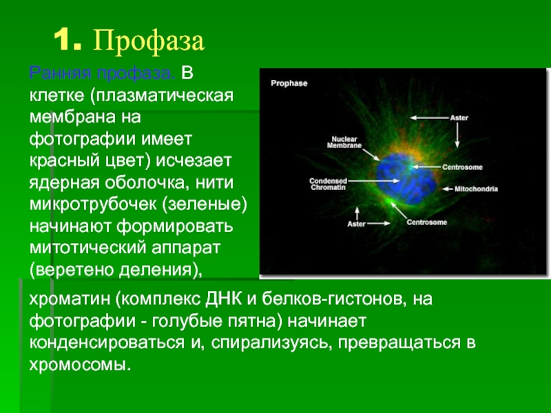 Ранняя профаза. В клетке (плазматическая мембрана на фотографии имеет красный цвет) исчезает ядерная оболочка, нити микротрубочек (зеленые)