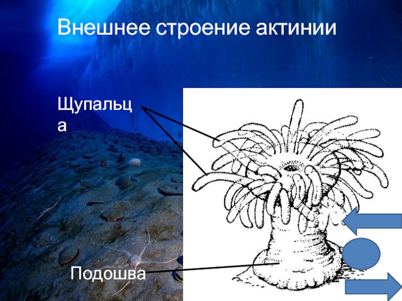 Строение актинии рисунок