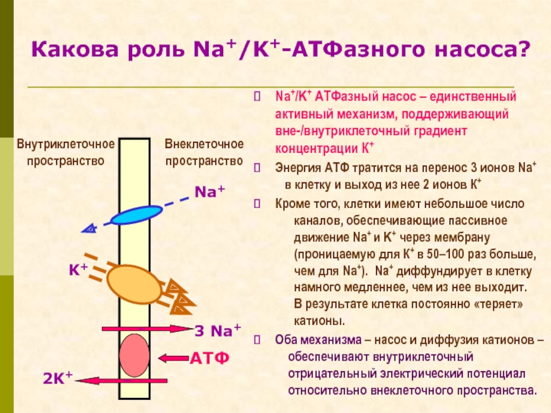 Каков механизм. Роль na+-k+ - насоса. Внутриклеточное пространство. Внутриклеточном «вбрасывании» ионов к к/na АТФ-насосом. Внутриклеточные и внеклеточные ионы.