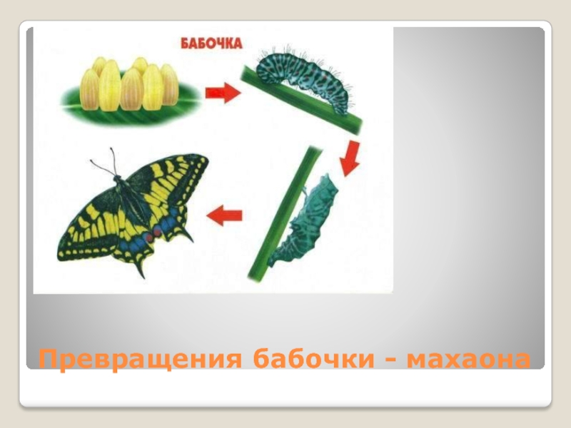 Превращение бабочки схема