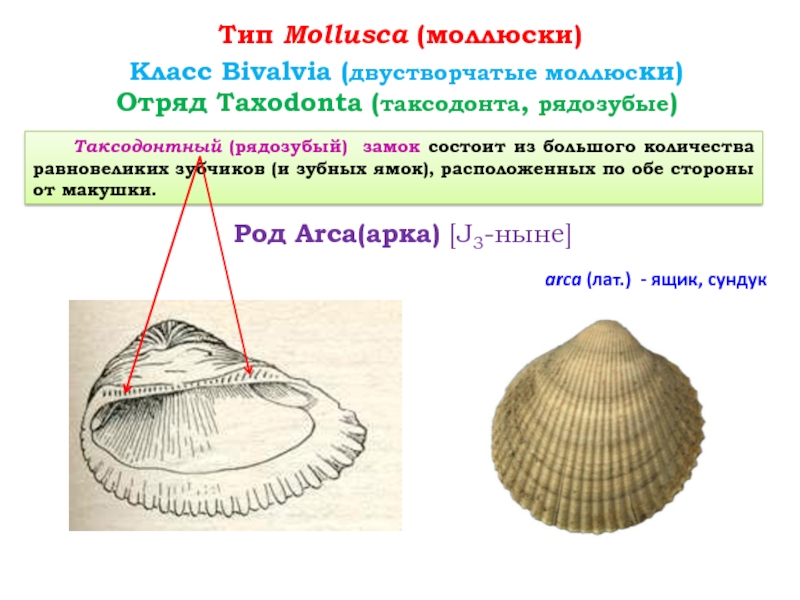 Рядозубые моллюски