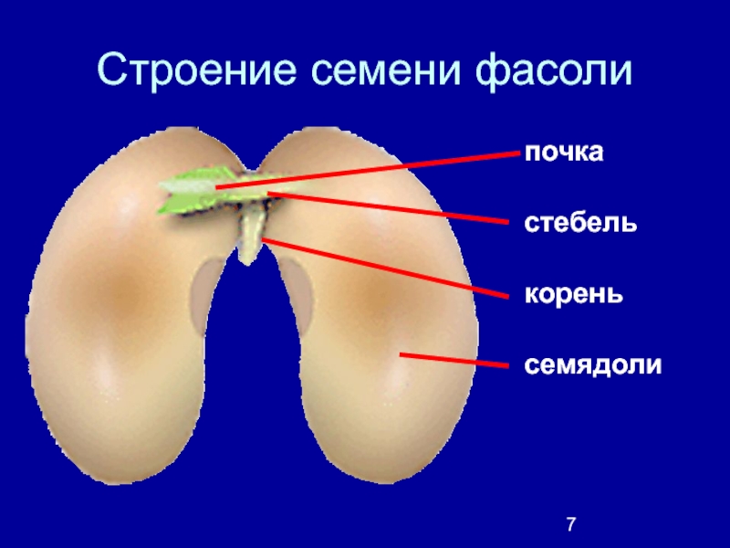 Семя фасоли. Строение семени фасоли. Семядоли. Семядоля семени фасоли. Семядоли фасоли семени фасоли.