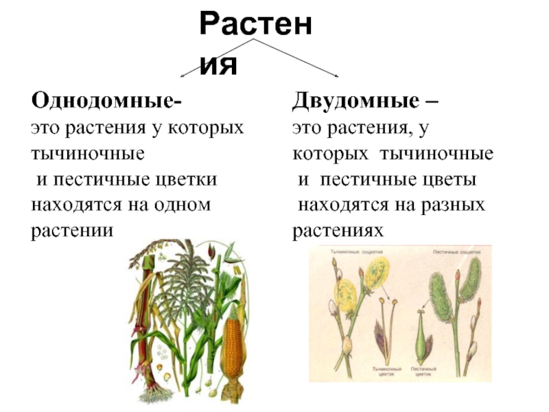 РастенияОднодомные-это растения у которых тычиночные и пестичные цветки находятся на одномрастенииДвудомные –это растения, укоторых тычиночные и пестичные