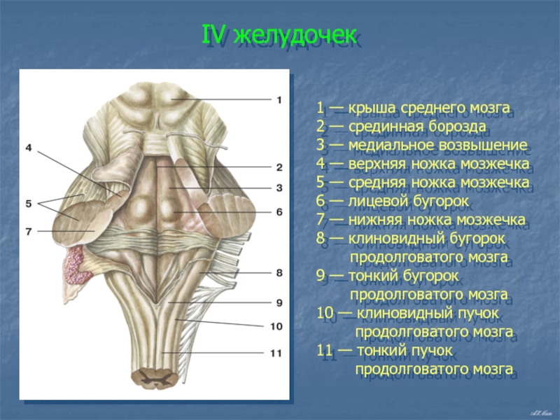 Желудочки среднего мозга. 4 Желудочек ствола мозга анатомия. Строение 4 желудочка мозга. 4 Желудочек ромбовидная ямка. Четвёртый желудочек головного мозга строение.