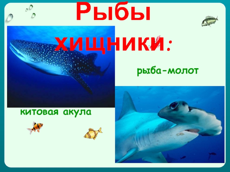 Презентация хищные рыбы