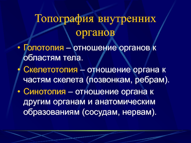 Отношение органов. Голотопия. Яичко голотопия скелетотопия.