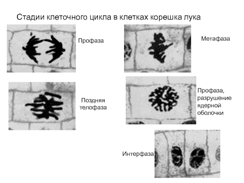 Схема митотического цикла в кончике корешка лука