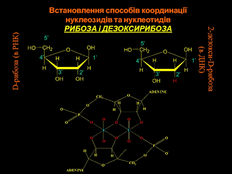 2-дезокси-D-рибоза (в ДНК)D-рибоза (в РНК)1’1’2’2’3’3’4’4’5’5’Встановлення способів координації нуклеозидів та нуклеотидівРИБОЗА і ДЕЗОКСИРИБОЗА
