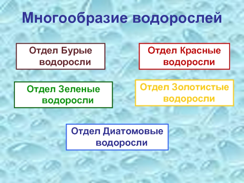 Многообразие водорослей 5 класс презентация