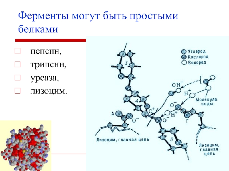 Активный фермент пепсина. Фермент пепсин строение. Пепсин структура молекулы. Трипсин строение фермента. Трипсин химическое строение.