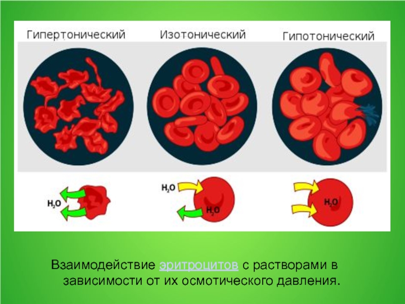 Посмотрите на изображение эритроцитов в разной среде в каком