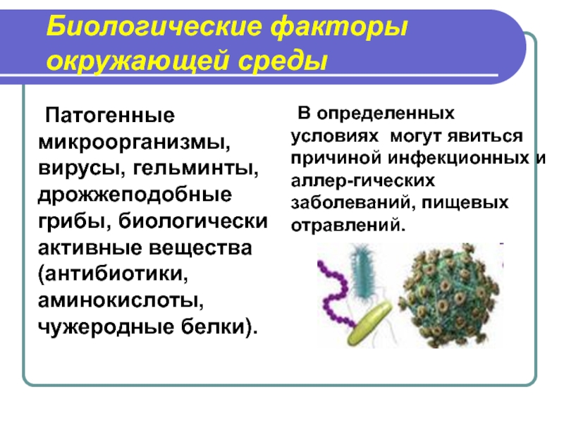 Три примера организмов относящихся к бактериям