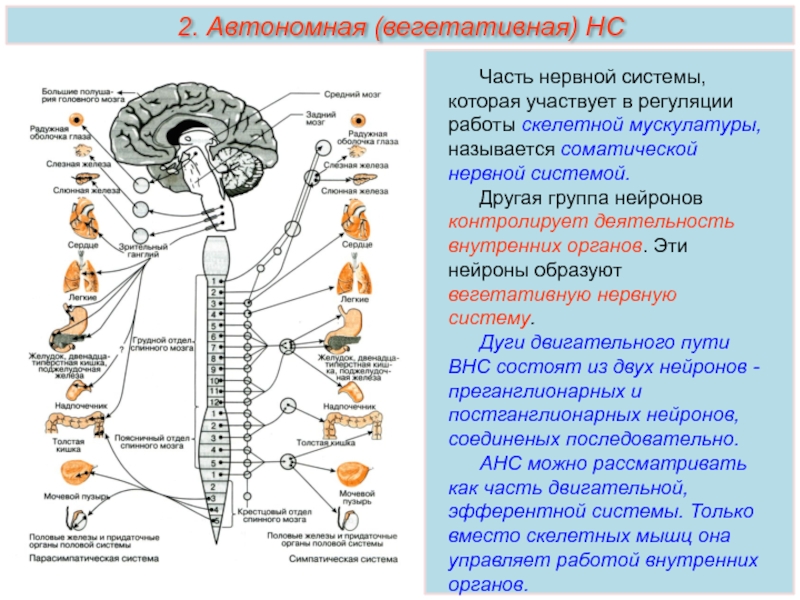 Деятельность каких органов деятельность каких органов. Отделы головного мозга контролирующие работу скелетных мышц. Строение и функции спинного мозга вегетативная нервная система. Автономная вегетативная нервная система. Расположение двигательного нейрона в парасимпатическом отделе.