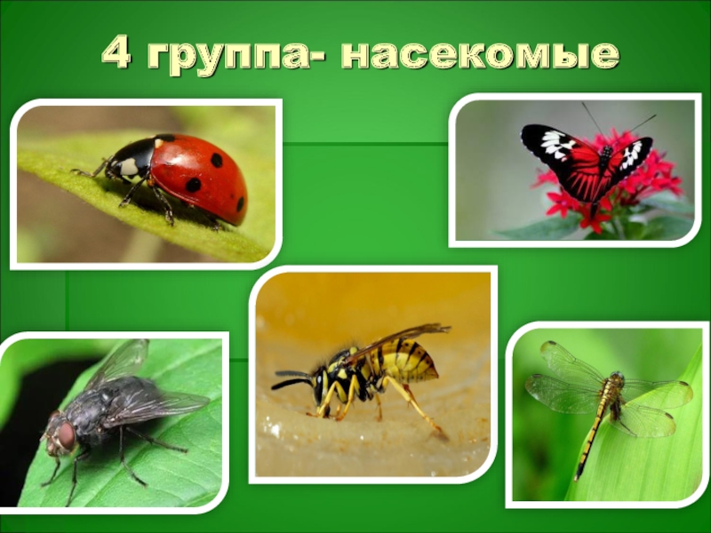 Особенности групп насекомые. Группы насекомых. Группа животных насекомые. Группа животных насекомые примеры. К группе насекомых относятся.