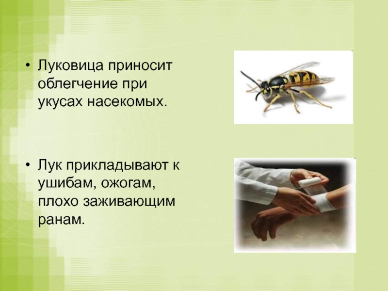 Укусы насекомых помочь. Укусы ядовитых насекомых. Презентация на тему укусы насекомых.