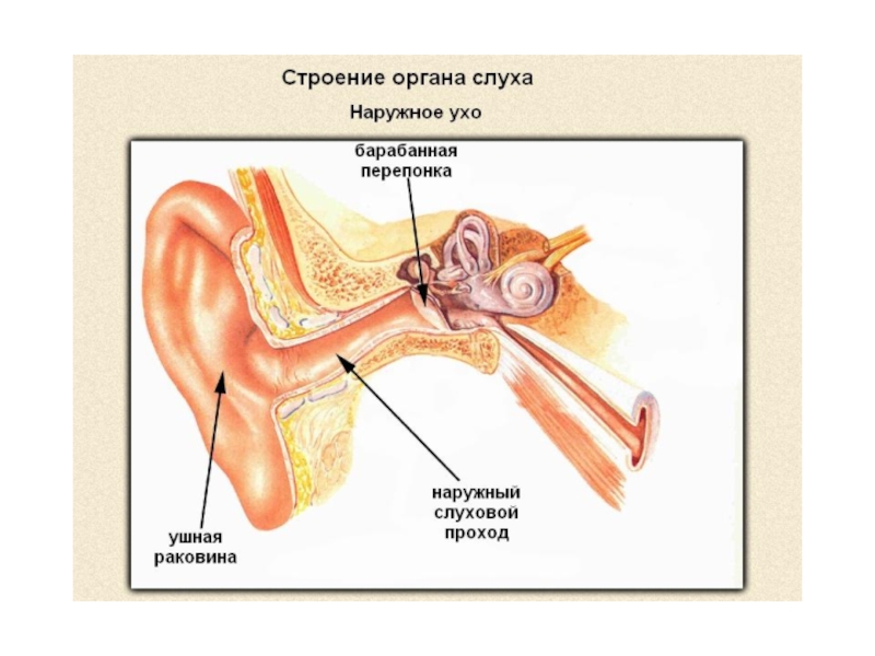 Строение органа слуха. Орган слуха ухо строение. Строение уха человека 1 класс. Строение уха человека для начальной школы.