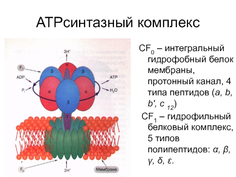 Комплексы белков. Гидрофобный белок. Интегральный белок мембраны. Гидрофобные белки мембраны. Белок гидрофобный или гидрофильный.