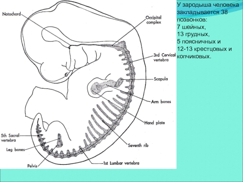 Зародыш является. У зародыша человека закладывается. Развитие конечностей в онтогенезе. Хорда у эмбриона человека.