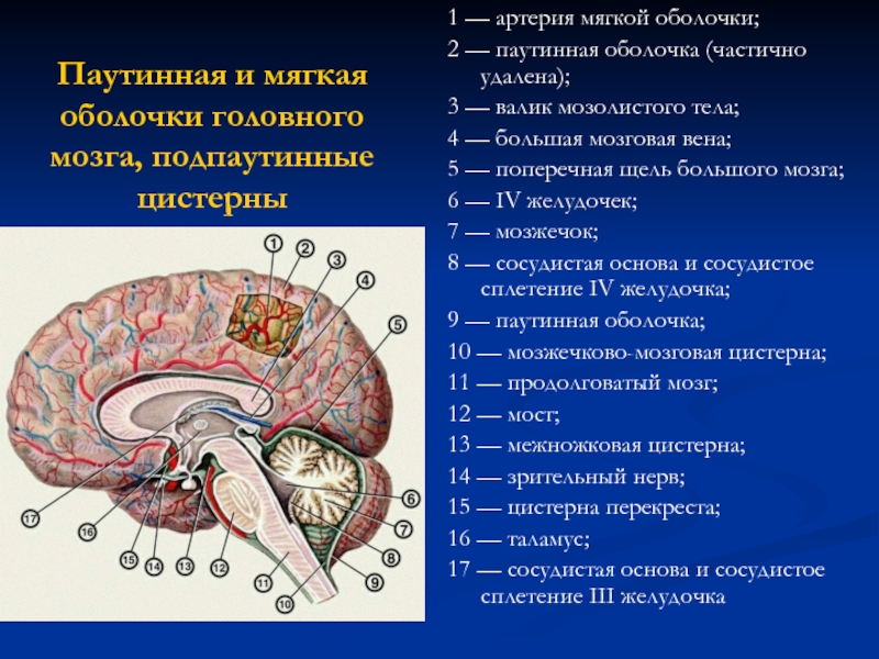 Цистерны оболочек мозга