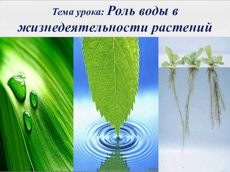 Какая вода в растениях. Вода в жизни растений. Роль воды для растений. Роль воды в жизнедеятельности растений. Роль воды в жизни растений.