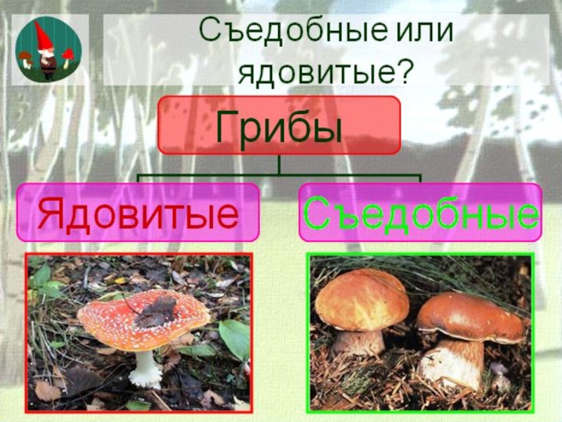 Урок биологии грибы. Грибы: съедобные и несъедобные. Съедобные и ядовитые грибы. Шляпочные грибы съедобные и ядовитые. Царство грибы.