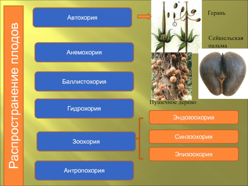 Распространение семян птицами фактор. Распространение плодов анемохория. Распространение плодов зоохория. Приспособления к зоохории. Зоохория анемохория гидрохория зоохория.