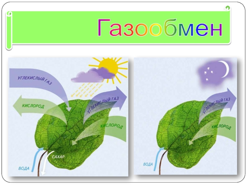 Схема процесса фотосинтеза рисунок. Газообмен у растений. Газообмен в листьях. Процессы газообмена в листьях. Схема газообмена у растений.