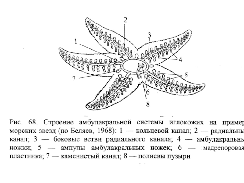 Схема строения морской звезды