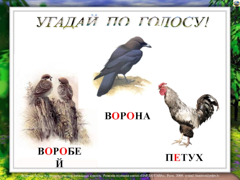 Петух и ворона. Ворона и Воробей. Воробей и ворона сходства. Сравнение воробья и вороны. Ворон и ворона отличие.