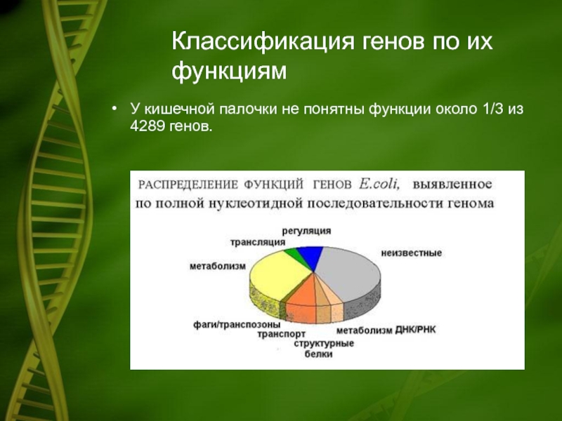 Роль около. Классификация генов. Классификация генов по функциям. Кишечная палочка систематика. Распределение генов.