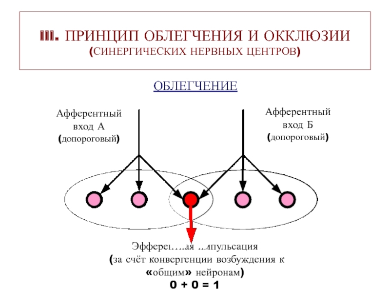 Принцип 3 2 1. Окклюзия физиология ЦНС. Принцип окклюзии. Принципы взаимодействия нервных центров. Пространственное облегчение и окклюзия.